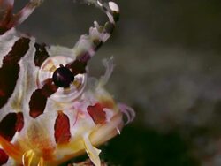 CLOSE UP LION FISH MOUTH Stock Footage
