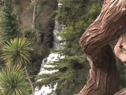 Waterfall and Roots Stock Footage