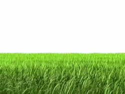 Isolated grass Stock Footage