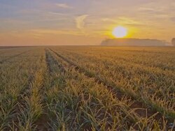 WS DS Wheat Plants At Sunrise Stock Footage