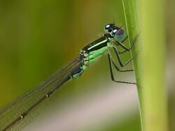 Dameselfly Stock Footage