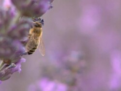 Lavender Harvest_ Close Up of Bee Stock Footage