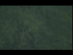 Rain against out of focus vegetation, Nagarhole, India Stock Footage