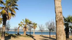 Beach with palm trees - reverse motion Stock Footage