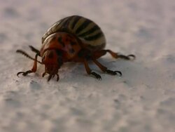 Colorado Potato Beetle Stock Footage