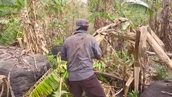 Farmer working on banana harvest in Nicaragua. With the knife cuts the branch and gets the fruit. Stock Footage