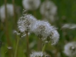 CU Dandelion Seed Heads (Taraxacum officinale) blowing in breeze, England Stock Footage