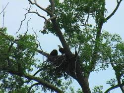 Eagles nest 02 Stock Footage