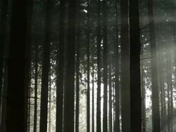  MS PAN View of fir forest at sunlight  /  Kastel-Staadt, Rhineland-Palatinate, Germany Stock Footage