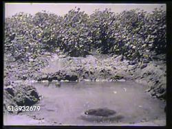 1953: CALIFORNIA COTTON: HA WS Rows of cotton plants on San Joaquin Valley farm. VS Spring being used for irrigation, water flowing between plants, MS Harvested cotton plant, men loading cotton bales onto hoist at dock, hoisting upward toward ship deck. Instructional Video