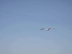 Seagull flying over Pasman Island, Kornati NationaL Park Stock Footage