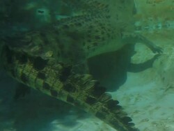 Salt Water Crocodile Stock Footage
