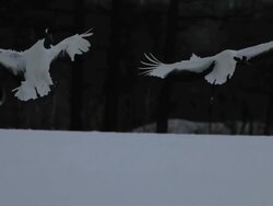 MS TS View of Red crowned Cranes landing / Tsurui, Japan Stock Footage