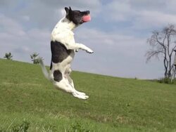 HD SUPER SLOW-MO: Acrobatic Dog In The Action Stock Footage