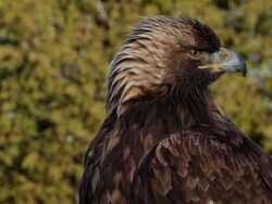 Golden Eagle close-up Stock Footage