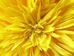 Water droplets fall on Sunflower Stock Footage