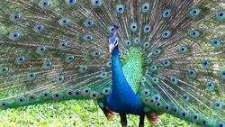 Beautiful peacock Stock Footage