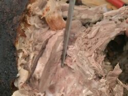 suckling Stock Footage