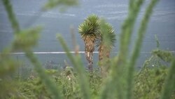 VOICED : Mexicos peyote casts mind bending spell News Clip