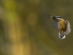MS SLO MO Shot of Eurasian nuthatch landing on tree trunk / Vieux Pont en Auge, Normandy, France Stock Footage