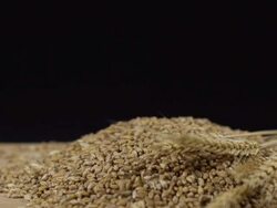 HD DOLLY: Wheat Ears And Grains Stock Footage