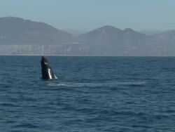 Humpback whale swimming at sea News Clip