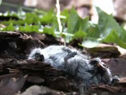 mouse deconstruction (part 2) Stock Footage