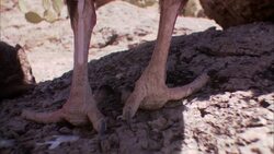 A turkey vulture defecates and casts a shadow across its feet. Stock Footage