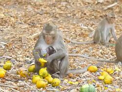 Monkey Stock Footage