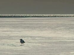 A Sea Gull stand on the Hardened Sea Ice early summer in the Arctic Circle, the ocean shimmers behind Stock Footage