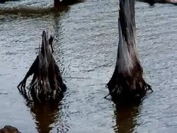Dead Tree Water Stock Footage
