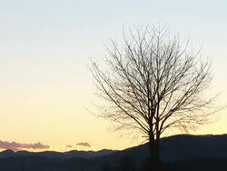 HD TIME-LAPSE: Lonely bare tree Stock Footage