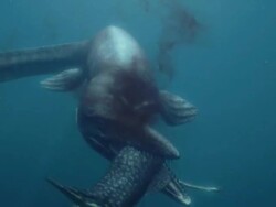 Medium hand-held - A sea creature bites through another sea creature underwater. / Los Angeles, California, USA Stock Footage