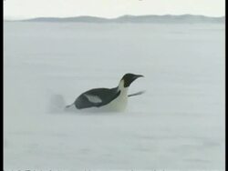 WA Emperor penguin sliding across ice on belly, propelling itself with wings, Antarctica Stock Footage