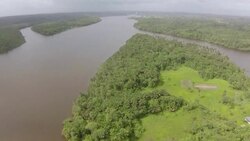 CLEAN : STOCKSHOTS: Earth has three trillion trees says study News Clip