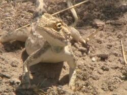 CU Shot of anchieta agama / Kalahari, Northern Cape, South Africa  Stock Footage