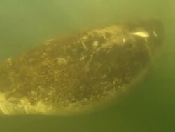 Manatee swimming away, Crystal River, Florida, USA  Stock Footage