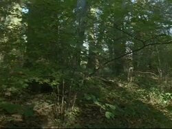 Woodland interior track forward, Summer (part of lapse time seasonal series) Stock Footage