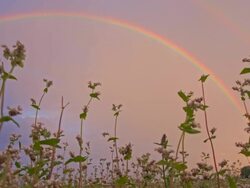 LA DS Rainbow Over The Buckwheat Stock Footage