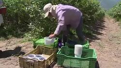 VOICED : Arandano chileno a merced del cambio climatico News Clip