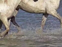 WS SLO MO ZI TS View of camargue horse trotting through swamp / Saintes Marie de la Mer, Camargue, France Stock Footage