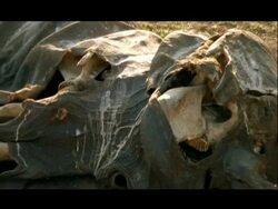Carcass of Asian Elephant (Elephas maximus), CU Zoom out, India Stock Footage