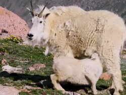 MS Shot of mountain goat kid nursing on tundra wildflowers / Idaho Springs, Colorado, United States Stock Footage