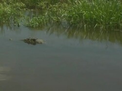 Crocodile (family Crocodylidae) waiting in South Alligator River, Kakadu National Park, NT, Australia Stock Footage
