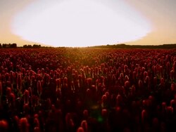 SLO MO Insects flying over field of crimson clover Stock Footage