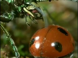 Green Tiger Beetle (Cicindela campestris) and Ladybird Beetle (Coccinella 7-punctata) sequence, UK Stock Footage