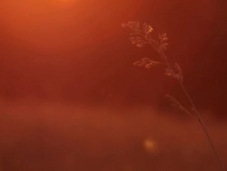 Single blade of grass at sunset  Stock Footage