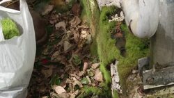 Living jewellery made from moss News Clip