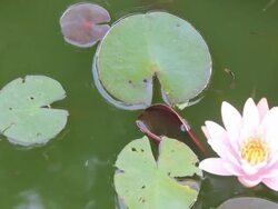 Lotus pink with small fish. Stock Footage