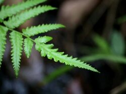 Fern Stock Footage